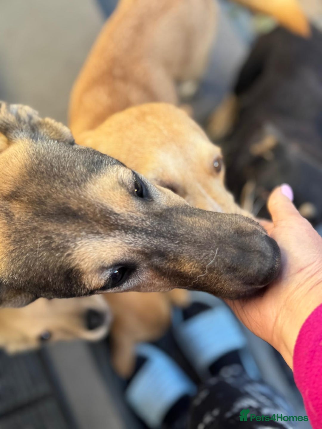 Mixed Breed dogs for adoption: MOCHI – a Superb young Girl for a Loving Home - Advert 30