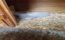 Mini Lion Lop rabbits for sale: Lionhead x mini lop - Image 1