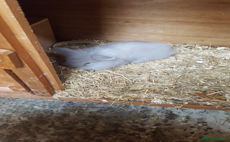 Mini Lion Lop rabbits - Advert 1