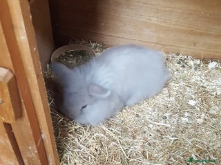 Mini Lion Lop rabbits - Advert 3
