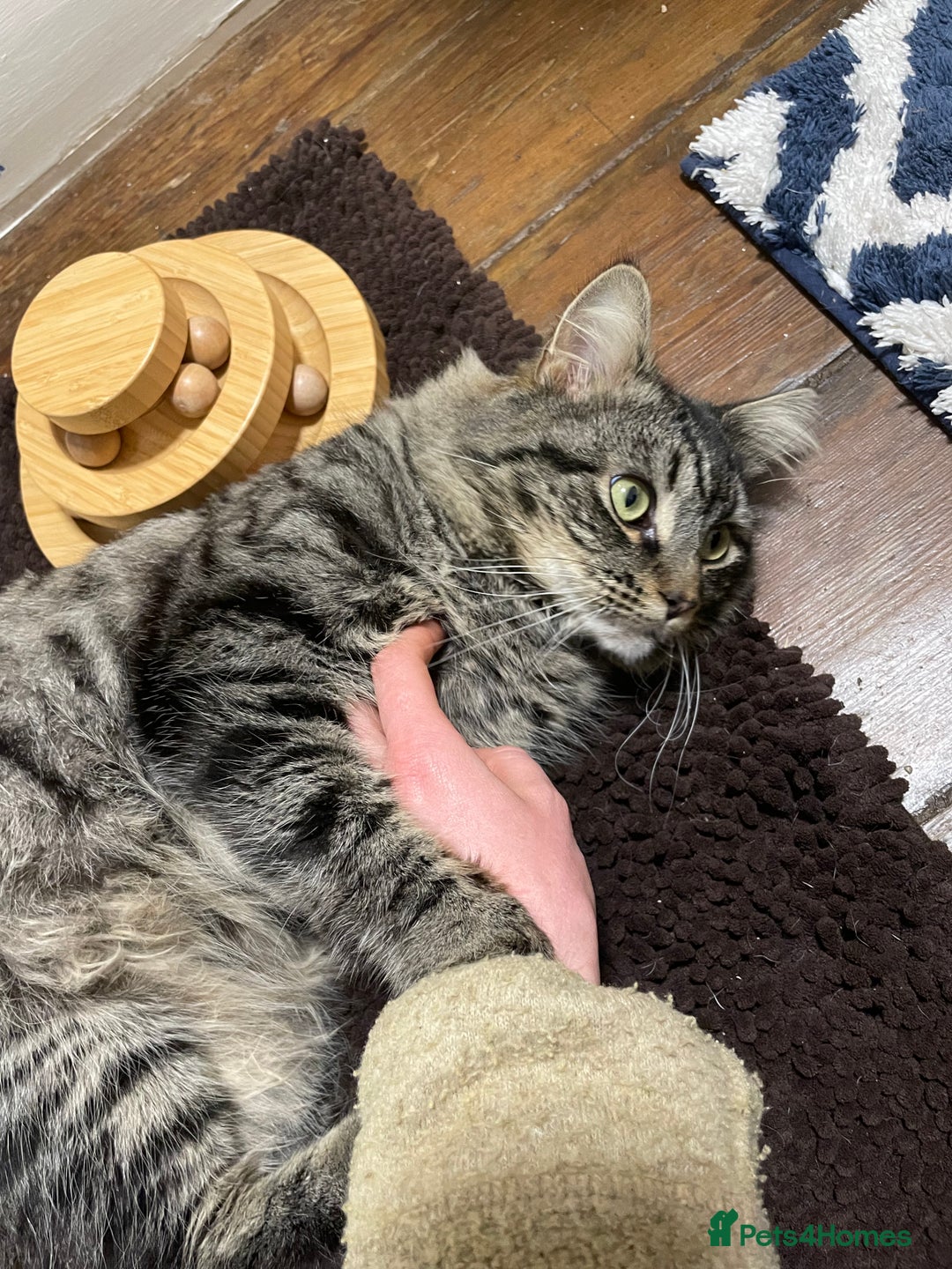 Domestic Shorthair cats for adoption: Fitz, 18 month old male neutered  - Advert 4