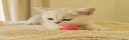 British Shorthair cats for sale: BRITISH SHORTHAIR KITTEN BLUE EYES  - Advert 28