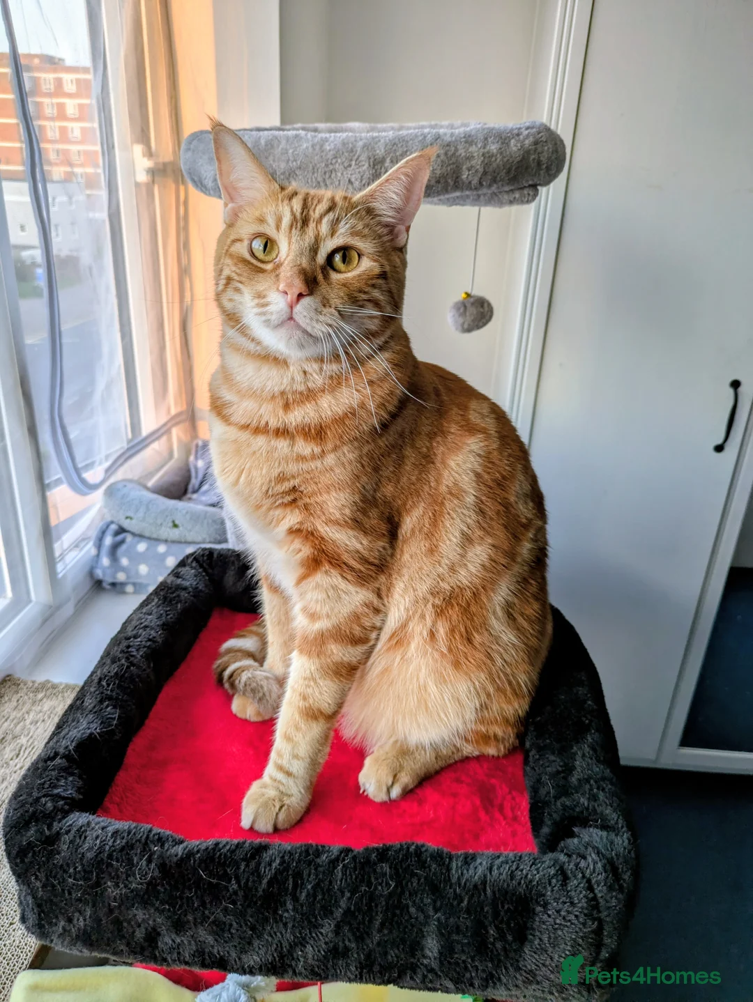 Mixed Breed cats for sale: Fully Ginger tabby/ragdoll male - Advert 6