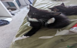 Domestic Shorthair cats for sale: 4 beautiful kittens - Image 4