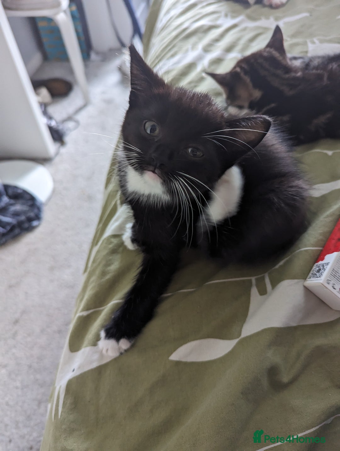 Domestic Shorthair cats for sale: 4 beautiful kittens - Image 4
