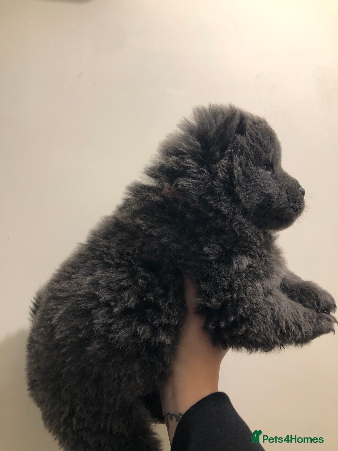 Chow Chow dogs for sale: BLUE CHOW CHOW GIRLS  - Advert 4