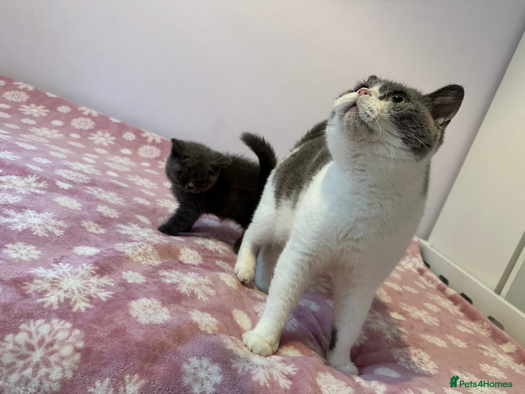 British Shorthair cats for sale: Championline British Blue kittens - Image 12