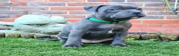 Staffordshire Bull Terrier dogs for sale: Healthy Staffordshire Bull Terrier Puppies – Ready in Woking - Advert 3