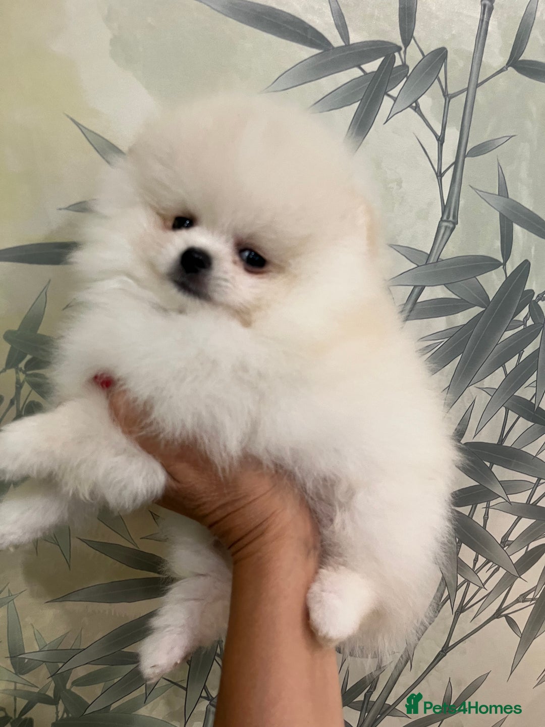 Pomeranian dogs for sale: Amazing Pom Puppies from Five Star breeder.  - Image 19