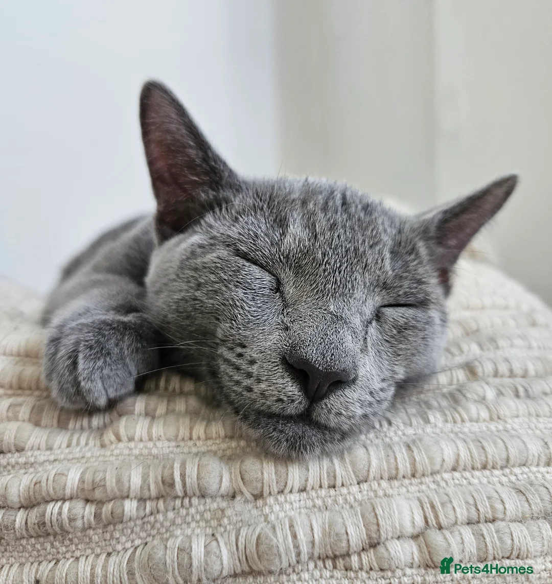 Russian Blue cats for sale: Russian Blue Male, 10months, Neutered, Indoor only in Harrow - Advert 6