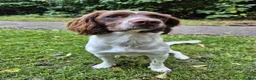 English Springer Spaniel dogs for stud: English Springer Spaniel for Stud in Hebburn - Advert 5