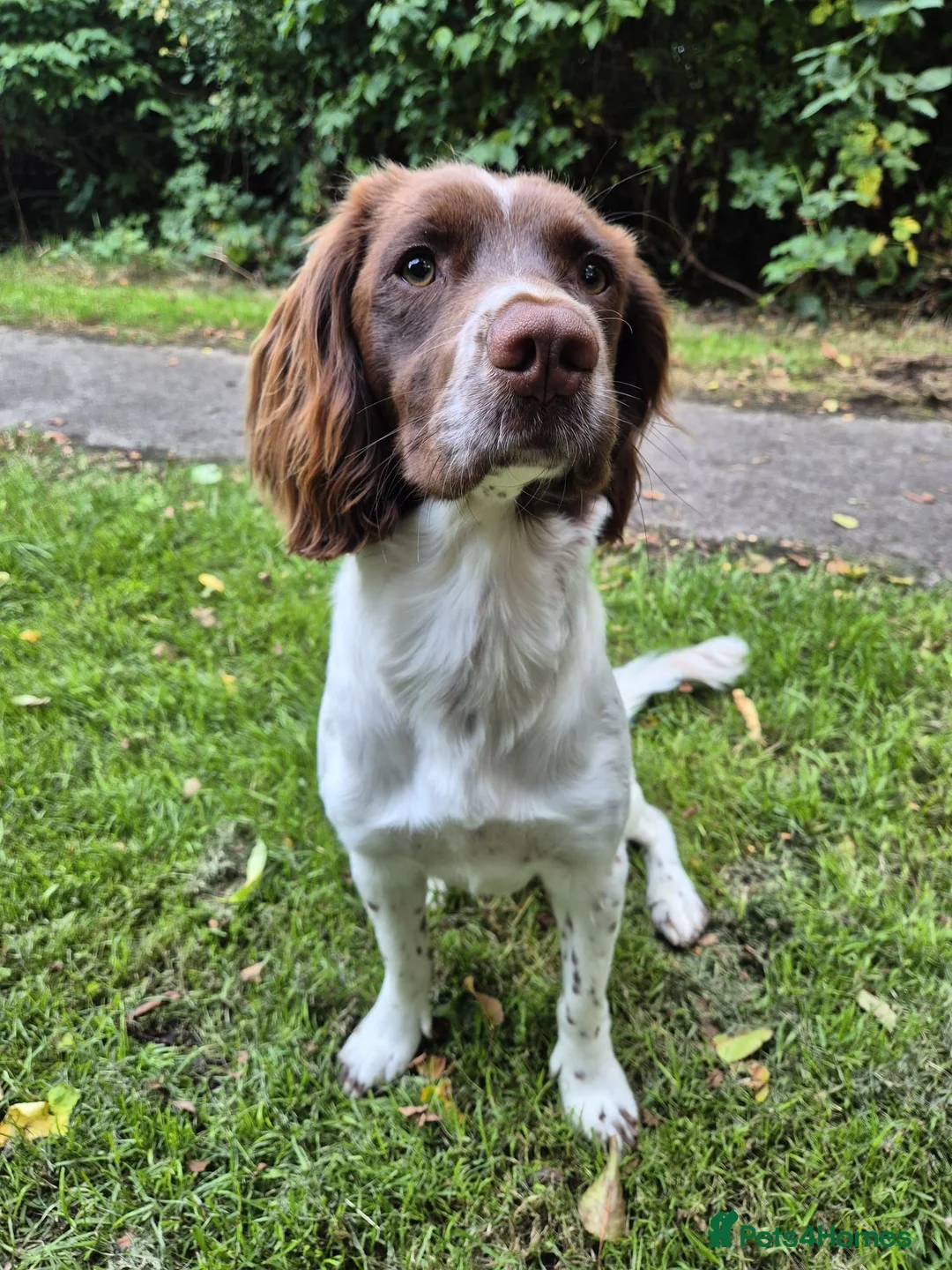English Springer Spaniel dogs for stud: English Springer Spaniel for Stud in Hebburn - Advert 5