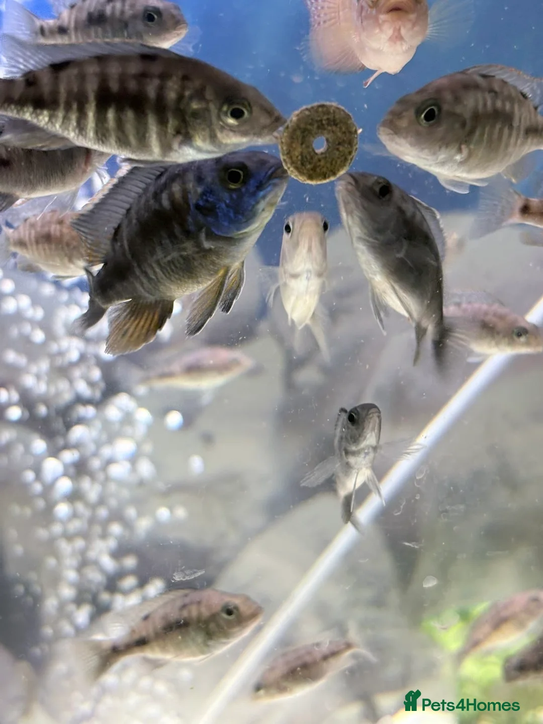 Cichlids fish for sale: Red sided and sulfur head cichlids  - Advert 10