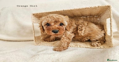 Cavapoo dogs - Advert 11