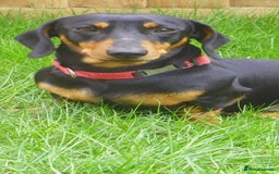 Dachshund dogs for sale: Dachshund male - Image 3