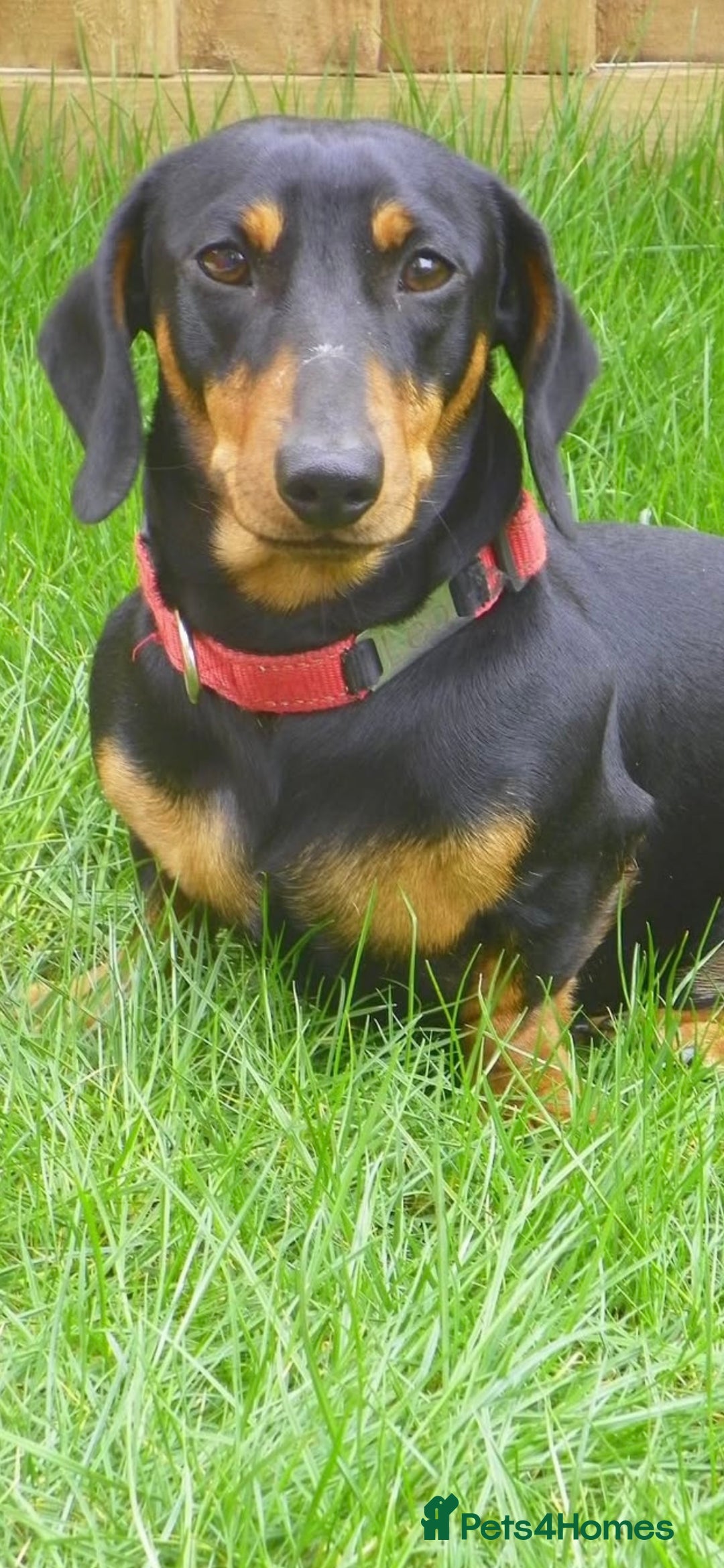 Dachshund dogs for sale: Dachshund male - Image 3