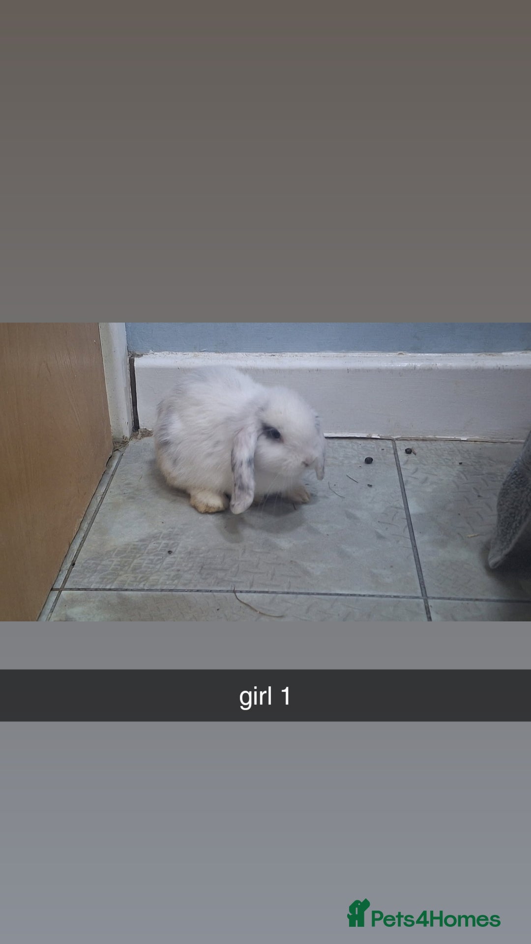 Mini Lop rabbits for sale: 5 beautiful mini lops, 3 boys, 2 girls - Advert 9