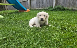 Golden Retriever dogs for sale: Cream Golden Retriever Puppies –Family Raised  - Image 27