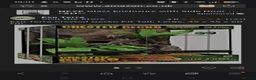 Gecko reptiles for sale: Crested gecko with full bio set up - Advert 2