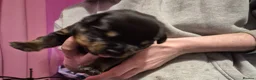Rottweiler dogs for sale: Two lovely rotty pups boy is reserved  - Advert 5