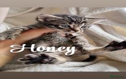 Siberian cats for sale: Siberian x kittens  - Image 7