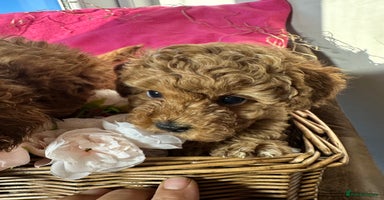 Toy Poodle dogs - Advert 4