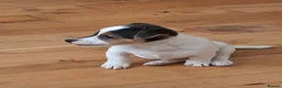 Jack Russell dogs for sale:  jack russel puppies  - Advert 2