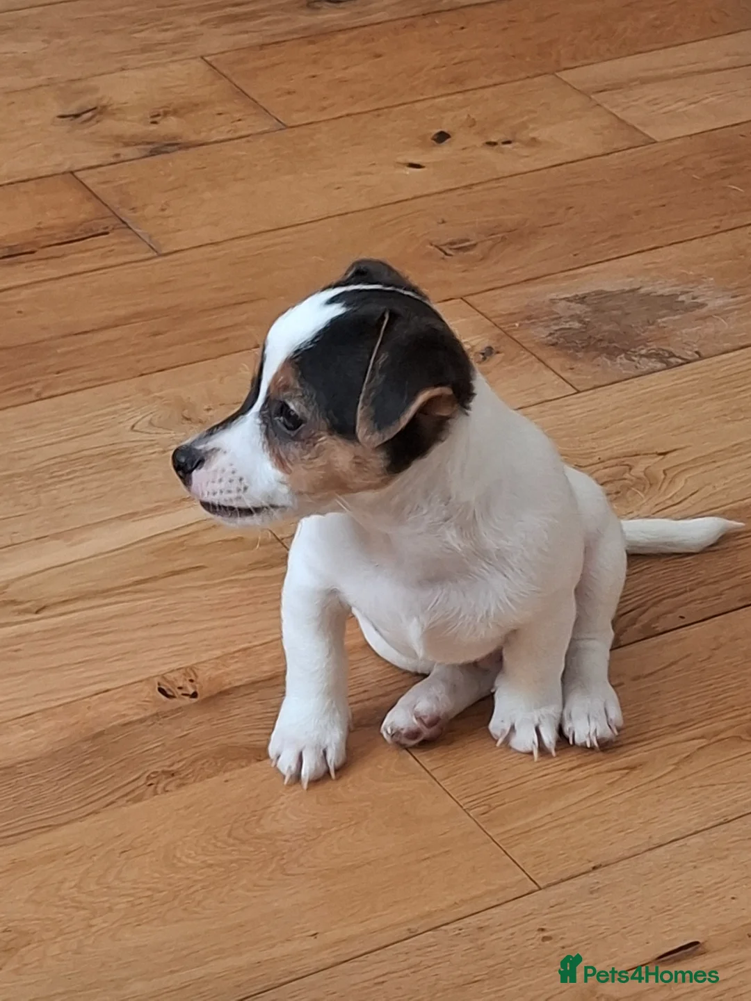 Jack Russell dogs for sale:  jack russel puppies  - Advert 2