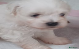 Bichon Frise dogs for sale: GORGEOUS BICHON FRISE❤️ 2 girls 3 boys - Image 12