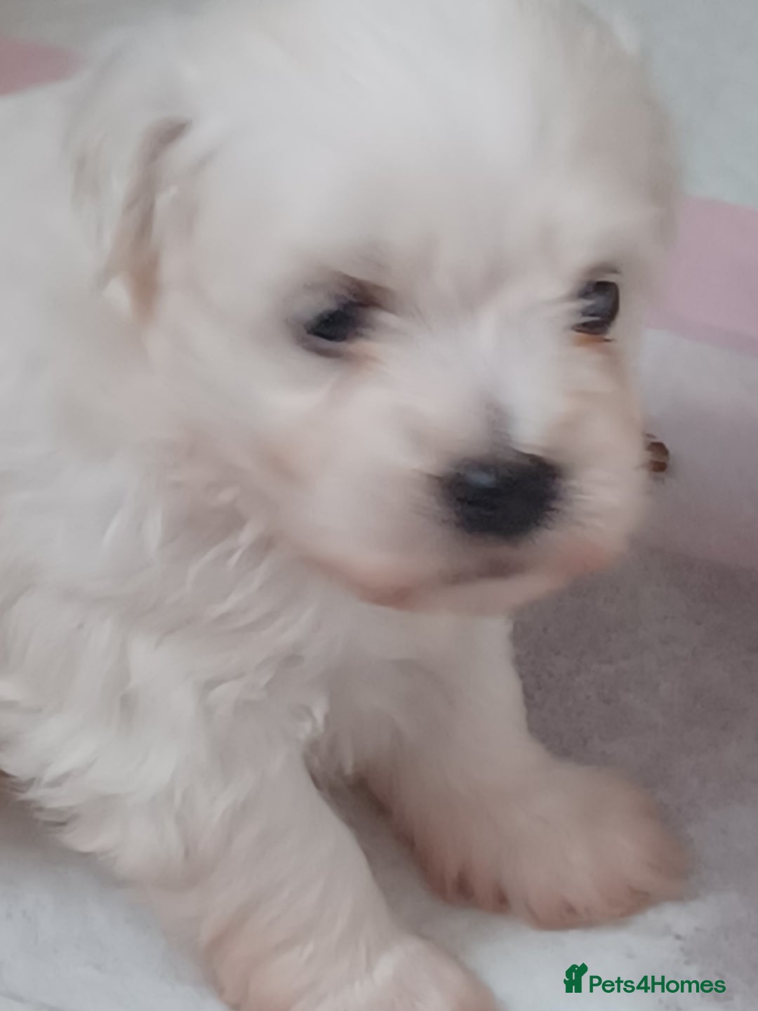 Bichon Frise dogs for sale: GORGEOUS BICHON FRISE❤️ 2 girls 3 boys - Image 12