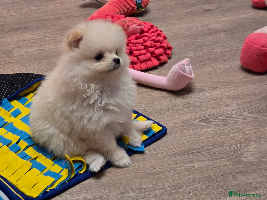 Pomeranian dogs for sale: Gorgeous KC White Pomeranians - Advert 9