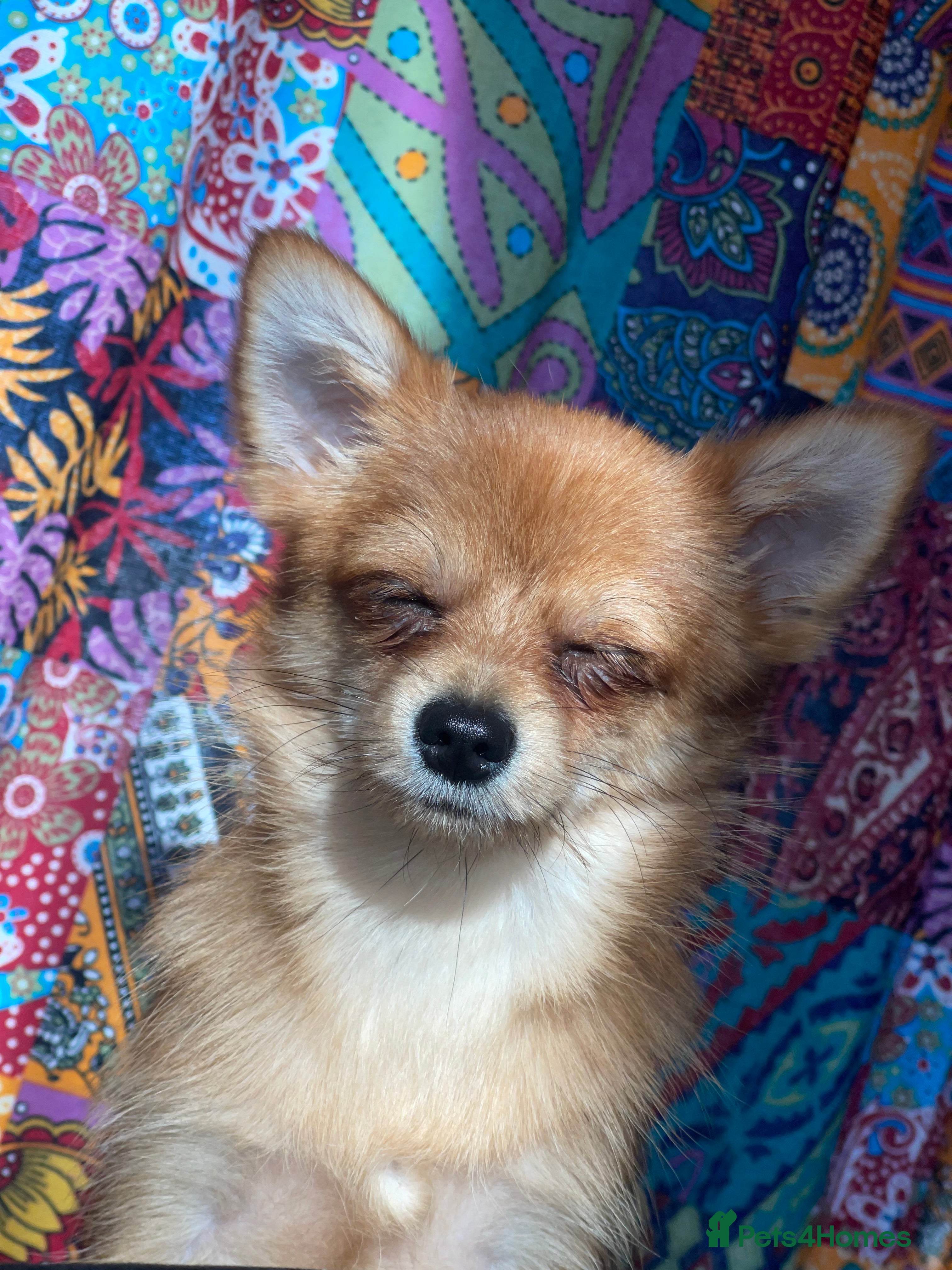 Mixed Breed dogs Pomchi chihuahua mix  - Advert 1