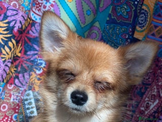 Mixed Breed dogs Pomchi chihuahua mix - Advert 1