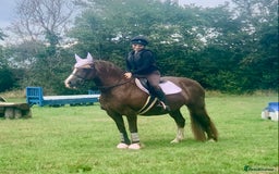 Welsh Section D horses for sale: 14.1 family pony super all rounder  - Image 1