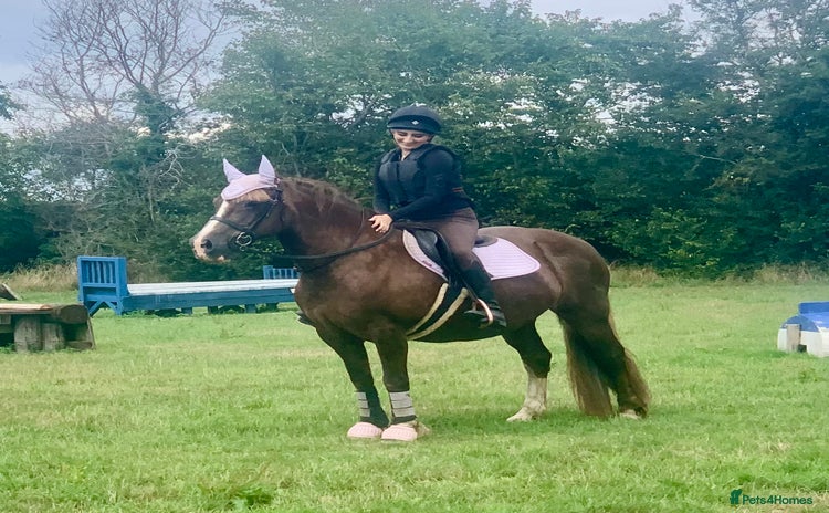 Welsh Section D horses - Advert 1