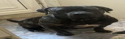 Mixed Breed dogs for sale: Cane corso cross  - Advert 3