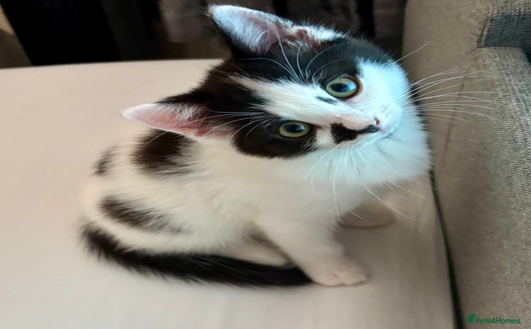 Mixed Breed cats - Advert 1