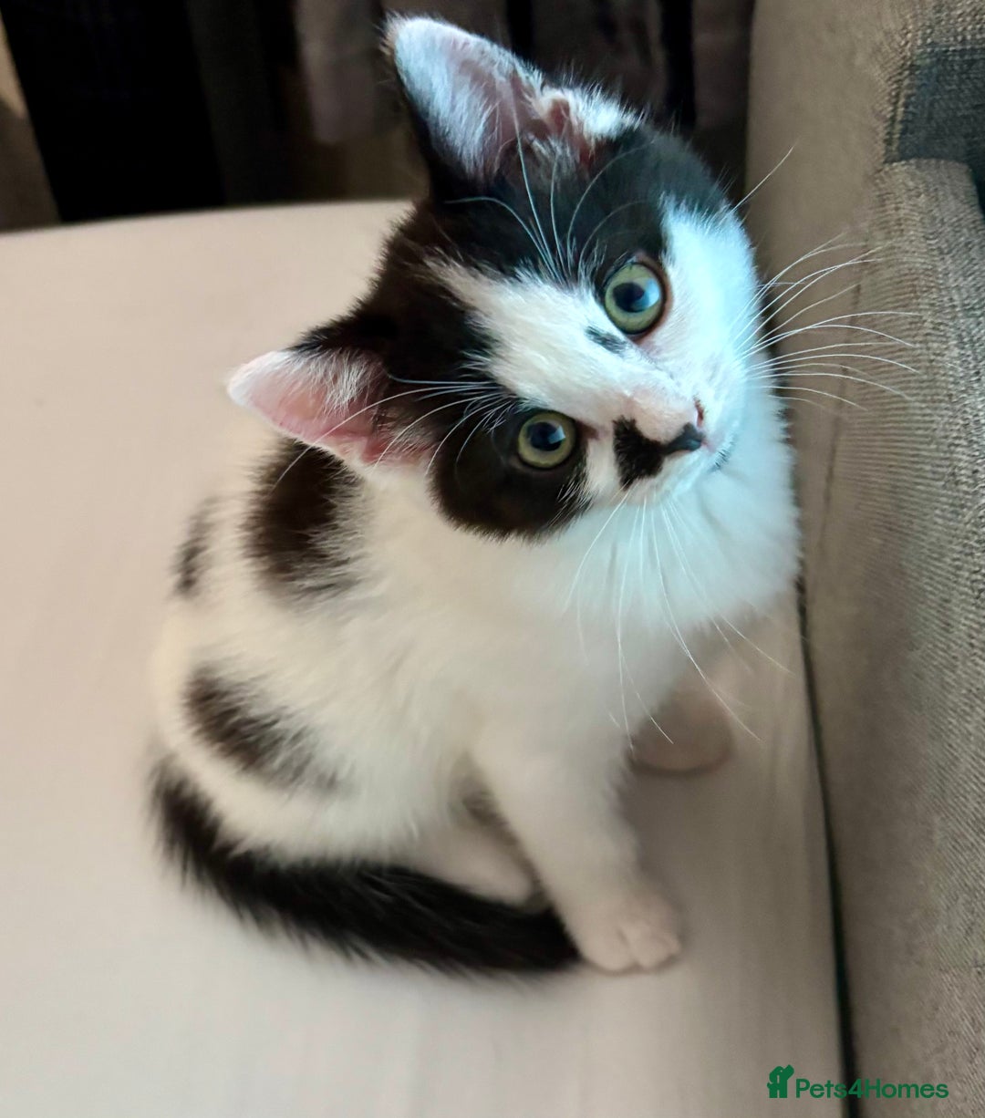 Mixed Breed cats for sale: 2 girl babies left 🐱❤️ £150 for two. 💞 - Image 1