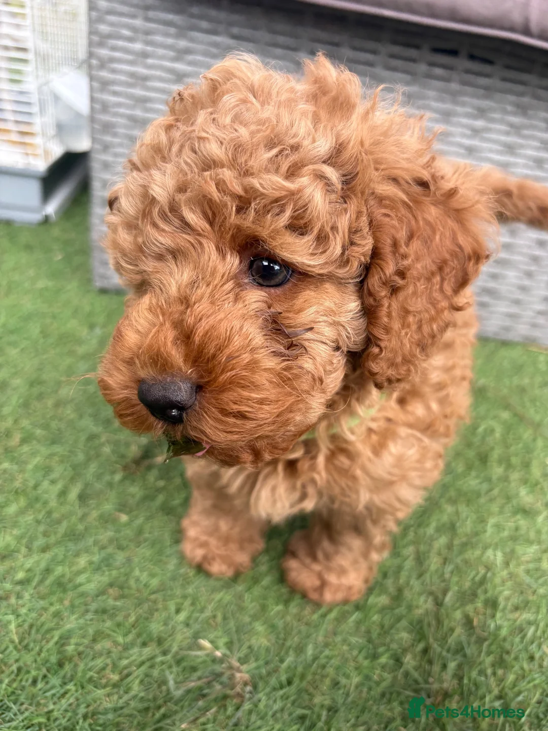Toy Poodle dogs for sale: Stunning toy poodle puppies ready to leave now! - Advert 1