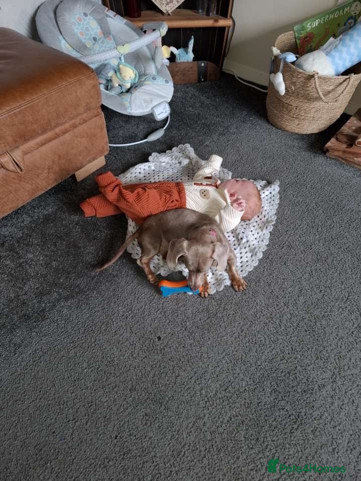 Miniature Dachshund dogs for sale: Beautiful Bonnie (Isabel and tan)  - Advert 5