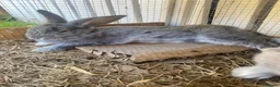 Mini Lop rabbits for sale: Bunny for sale  in Morpeth - Advert 4
