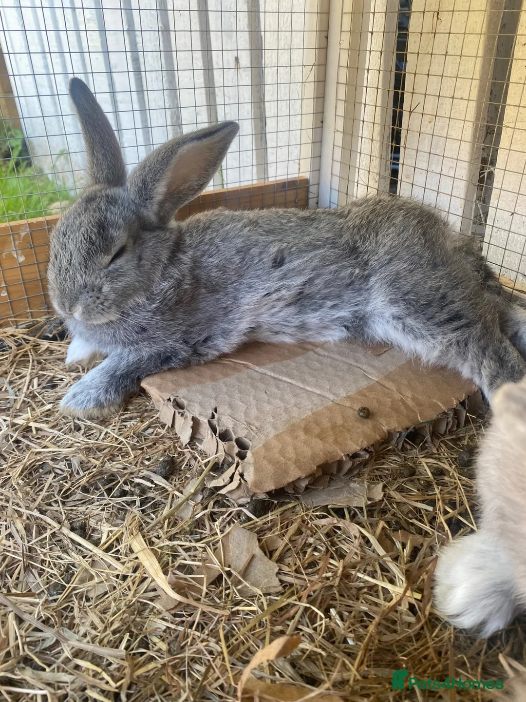 Mini Lop rabbits for sale: Bunny for sale  in Morpeth - Advert 4