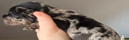 Mixed Breed dogs for sale: Beautiful Frenchie X Dachshund pups *5 left*  - Advert 26