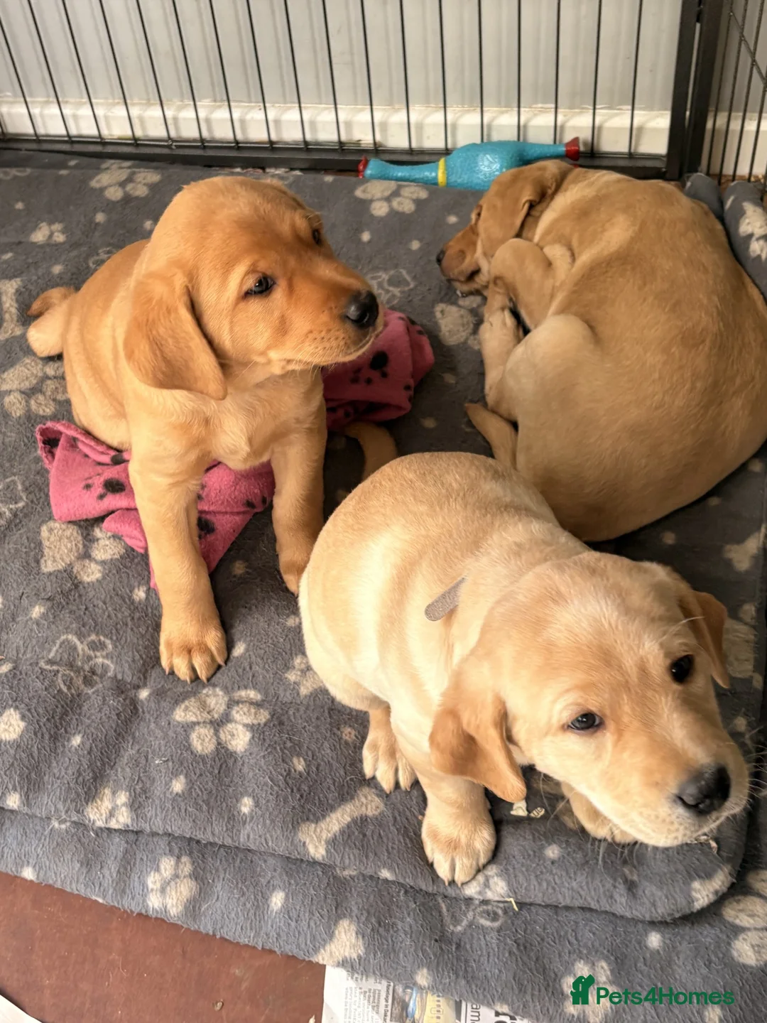 Labrador Retriever dogs for sale: Labrador Puppies KC Registered Golden  - Advert 2