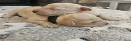 Toy Poodle dogs for sale: Toy poodle pups - Advert 14