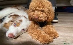 Cockapoo dogs for sale: Stunning RED COCKERPOO - Image 5