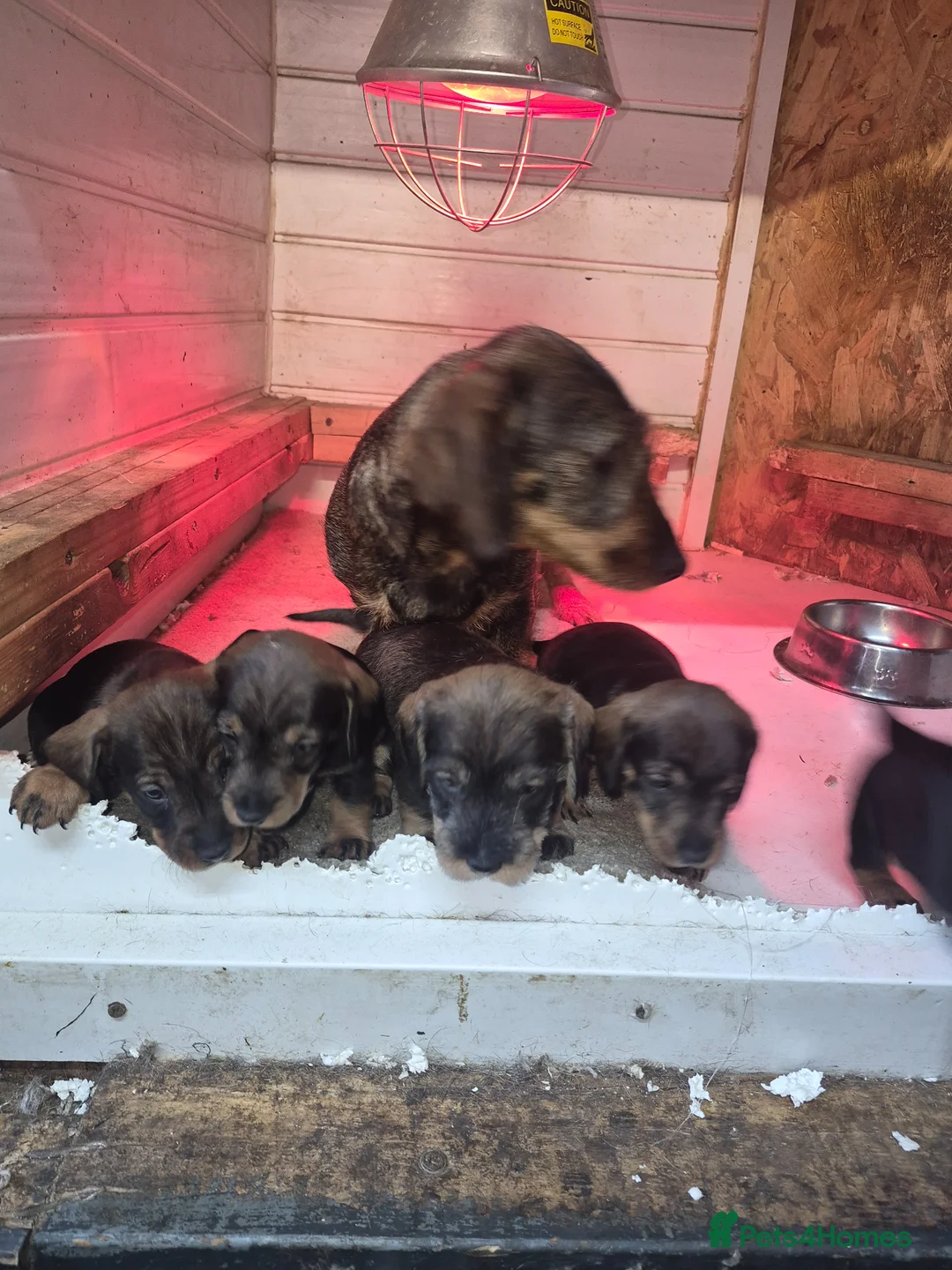 Dachshund dogs for sale: Wirehaired dachshunds ( teckels) - Advert 7