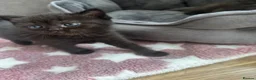 British Shorthair cats for sale: Adorable Kittens Looking for loving new homes - Advert 17