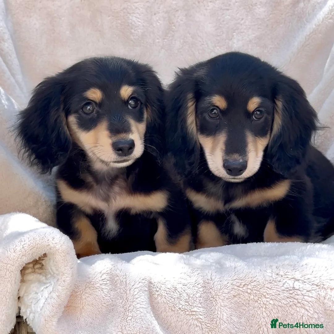 Miniature Dachshund dogs for sale: LONGHAIRED MINIATURE DACHSHUNDS  - Advert 14