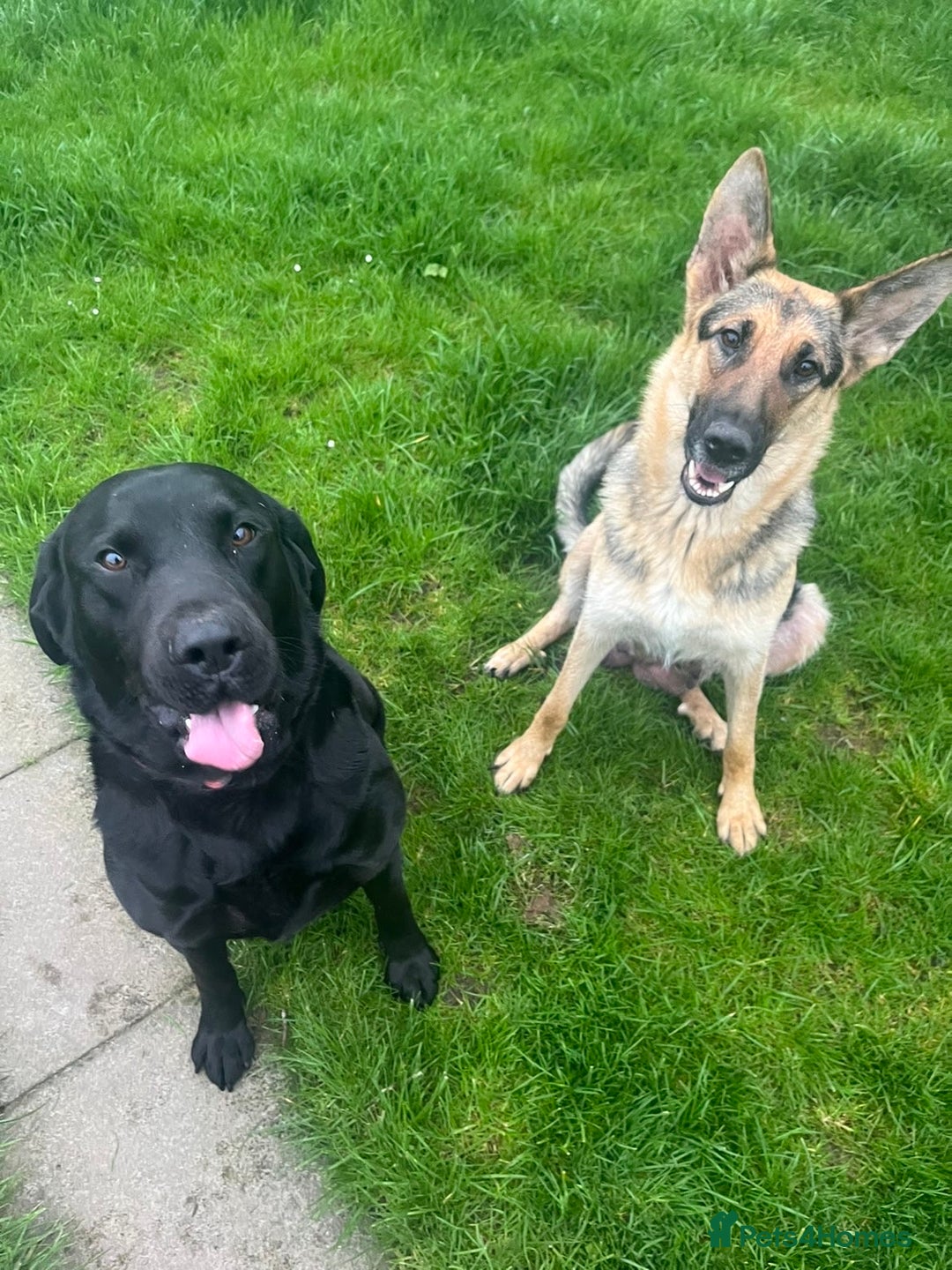 Mixed Breed dogs for sale: Shepard or puppies  - Image 10